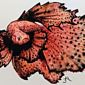 Peces luchadores!. Un progetto di Illustrazione tradizionale di Jaione Ayerra - 30.09.2017