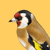 Fauna urbana. Traditional illustration project by Manolo Roldán - 10.11.2017
