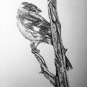 Picogordo Vespertino . Un projet de Illustration traditionnelle de Alejandra Alcántara - 01.10.2016