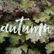 Autumn | Lettering. Editorial Design, Graphic Design, Photograph, Lettering, and Advertising project by gema_yague - 10.17.2017