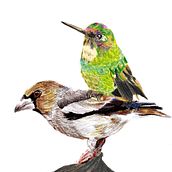 animales. Artes plásticas projeto de ignacio cruz - 25.10.2017