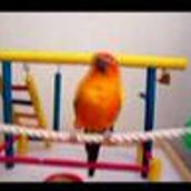 Chiki Chiki: Los pájaros también perrean. Un projet de Musique , et Postproduction photographique de angel_ordonez_varela - 15.11.2017