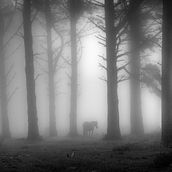 Reportaje caballos en la niebla. Un progetto di Fotografia di Alex Blanco Asencio - 30.12.2016