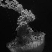 La llengua d'una llàgrima. Un proyecto de Bellas Artes y Fotografía de Olga Soria - 29.11.2017