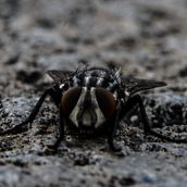 fotografía macro. Een project van Fotografie van Erick Villagran - 30.11.2017