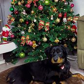 doggie life. Een project van Fotografie y Retoucheren van foto's van Erick Villagran - 01.12.2017