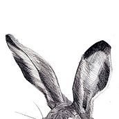 Lepus Granatensis. Traditional illustration project by Raquel Ligero - 01.01.2015