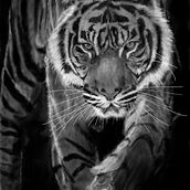 Tigre Agazapado. Traditional illustration project by blamelas - 01.20.2018