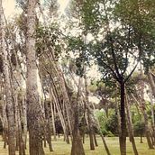 Fotografía - Parque Quinta de los molinos. Photo Retouching project by Beatriz R. Corvillo - 02.19.2018