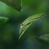 Leaf Tea. Un proyecto de Publicidad, 3D, Post-producción fotográfica		 y Animación 3D de Miguel Casso - 20.02.2018