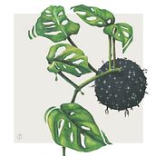 Monstera Obliqua / Ilustración. Interior Architecture, Street Art, Arts, Crafts, Fine Arts, Design, Interior Design, Product Design, Graphic Design, and Traditional illustration project by Patricia Pagnucco - 01.28.2018