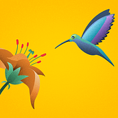 Colibrí. Vector Illustration, Motion Graphics, and Animation project by Nico Medina - 03.01.2018