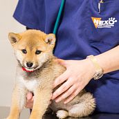 Fotografía veterinaria. Un proyecto de Fotografía de Manuel Gil López - 15.03.2018
