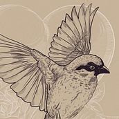 Ilustración Vectorial Pájaro. Een project van Traditionele illustratie y Vectorillustratie van Ana Sansó - 30.03.2018