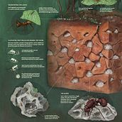 Las hormigas y su nido. Un proyecto de Ilustración tradicional, Infografía y Escultura de dianamarques - 01.04.2018