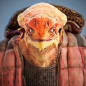 Homem-Lagarto. 3D projeto de Gino Ardelean - 26.04.2018