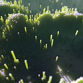 Marine spaghetti. 3D project by Marcos Álvarez - 05.22.2018