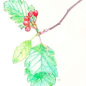 Sorbus intermedia. Traditional illustration project by José Ramón Moro Capellán - 09.02.2017