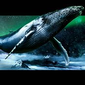 Whale whale whale.. Art Direction, and Photo Retouching project by Inti Ruiz - 06.24.2018