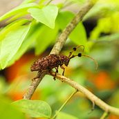 Planticho. Photograph project by Mario Concha - 07.10.2017