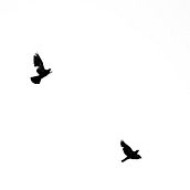 Mi Proyecto del curso: Las leyes de la percepción visual: unidad, peso, equilibrio y movimiento. Fotografia projeto de Erick Flores Garnelo - 02.08.2018