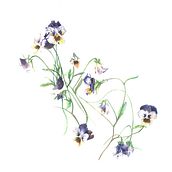 Pensamiento. Un projet de Illustration traditionnelle de Casandra Pina - 08.06.2018