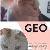 Cartelería y difusión para SOS 4 Patas. Graphic Design project by Maite de la Rubia - 08.08.2017