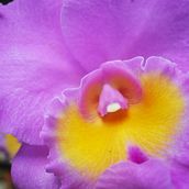 FLORES DE LA SELVA. Photograph project by Catalina Saravia S - 10.10.2017