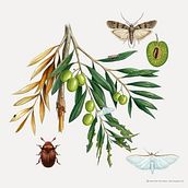 Plagas de agricultura El Olivo. Un proyecto de Ilustración tradicional de José Emilio Toro Pareja - 07.10.2018