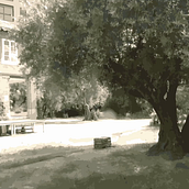 Olivar de Castillejo. Video project by Alberto Villa Criado - 06.18.2018