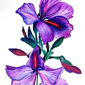 Mi Proyecto del curso: Ilustración botánica  Flor Orquidea. Drawing, Traditional illustration, Fine Arts, Painting, Watercolor Painting, and Botanical Illustration project by Lucia AJ - 08.23.2018