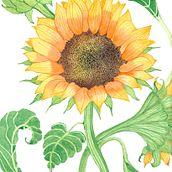 Mi Proyecto del curso: Ilustración botánica con acuarela-Girasol. Projekt z dziedziny  Sztuki piękne,  R, sunek art, st, czn, Trad, c i jna ilustracja użytkownika Patricia Potenciano - 06.10.2018