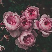 Fotografía: Rosas I Ein Projekt aus dem Bereich Fotografie und Fotoretuschierung von Belén Cid Lendínez - 10.05.2018