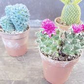 Edición con Snapseed-Cactus. Fotografia projeto de Tatiana Negueruela Mendivil - 13.09.2018