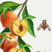 Plagas de agricultura. Un proyecto de Ilustración tradicional, Ilustración digital e Infografía de José Emilio Toro Pareja - 16.09.2018