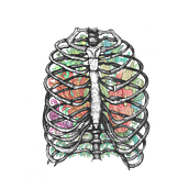 Anatomía viva... ilustrada. Projekt z dziedziny Trad, c i jna ilustracja użytkownika Jose Criado - 02.10.2018