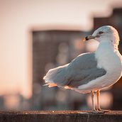 Mi Proyecto del curso: Revelado de archivos RAW con Lightroom. Projekt z dziedziny  Architektura użytkownika Heliberto Arias - 26.10.2018