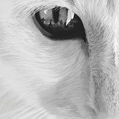 Gatos y cementerios. Digital Illustration project by Diana Escribano Henarejos - 10.01.2018