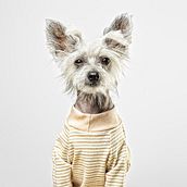 Hey Puppies by Creactivitat. Web Development, Logo Design, Fashion Design, Graphic Design, Web Design, Digital Marketing, UX / UI, Br, ing & Identit project by Creactivitat - 09.01.2018