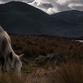 Wild Ecuador . Een project van Fotografie, L y scaping van Alejandro Gussep - 30.10.2018