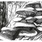 Inktober2018 Ein Projekt aus dem Bereich Traditionelle Illustration von Sara Leonor Plaza Martínez - 02.11.2018