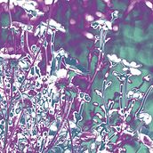 Manipulated daisies. Un progetto di Interior design, Fotografia e Illustrazione digitale di Laura Muñoz Estrada - 05.11.2018