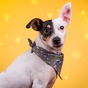 Retratos de mascota . Art Direction, Photograph, Portrait Photograph, Photographic Lighting, and Photo Retouching project by Stephanie Pardo Márquez - 11.15.2018
