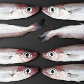 bacalaillas, es un trabajo que fotografié de pescado fresco . Fotografia do produto projeto de Anna Elias - 15.11.2018