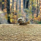CARACOL. 3D project by Gabriel Delgado - 07.20.2018