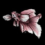betta fish. Un progetto di Street Art, Artigianato, Belle arti, Bozzetti, Arte concettuale, Creatività, Disegno, Disegno a matita, Disegno artistico, Disegno realistico, Direzione artistica, Design, Graphic design, Illustrazione tradizionale, Illustrazione digitale e Pittura di Isa - 11.12.2018