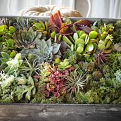 Mi Proyecto del curso: Diseño y creación de composiciones botánicas. L, and scape Architecture project by Julia Santos - 12.15.2018