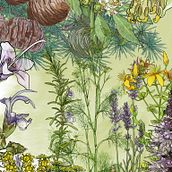 ilustraciones para : Hidrolatos: Aromaterapia con aguas esenciales y medicinales. Drawing, Artistic Drawing, Traditional illustration, and Digital Illustration project by Dolors Quiles Giner - 01.04.2019