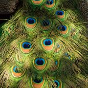 Museo Dolores Olmedo (Ciudad de México, México). Un proyecto de Fotografía de Jahir Valencia - 31.12.2018