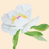 Peonia Blanca. Web Development, Drawing, Pencil Drawing, Artistic Drawing, Fashion Design, Pattern Design, and Traditional illustration project by Ana Maria Sanz - 12.28.2018